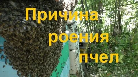 Состояние пчелы