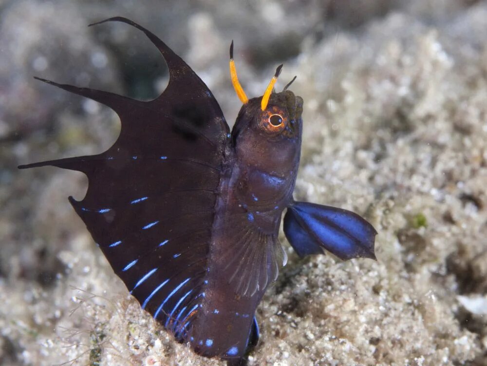 Рыба Blenny. Морская собачка-сфинкс. Emblemaria pandionis. Emblemania hypacanthus.