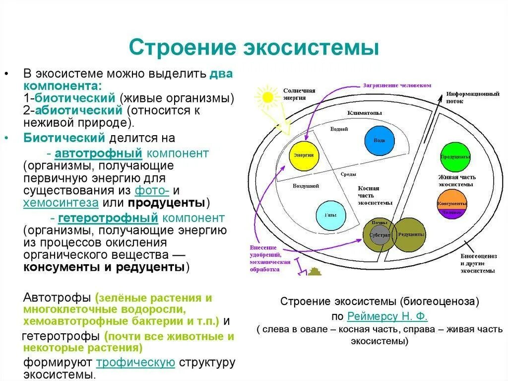 Основная состоит из живых. Структура биогеоценоза 6 класс биология. Экосистема биогеоценоз структура экосистемы. Состав экосистемы экология. Строение экосистемы (по н.ф. Реймерсу).