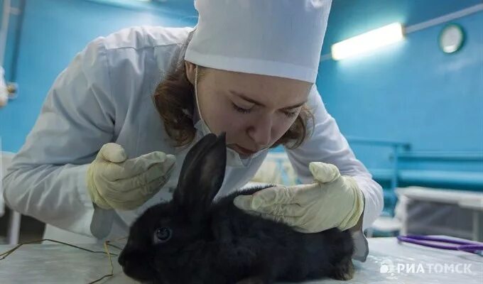 Ветврач после 9 класса