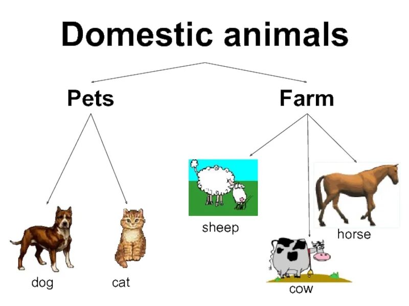 Открытый урок на тему domestic animals. Wild and domestic animals тема. Domestic animals задания. Farm animals задания.