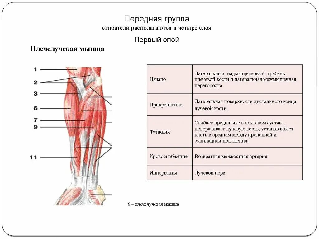 Переднюю группу мышц предплечья иннервируют нервы. Латеральная межмышечная перегородка предплечья. задняя лучевая межмышечная перегородка. медиальная межмышечная перегородка предплечья. наружная межмышечная перегородка бедра.