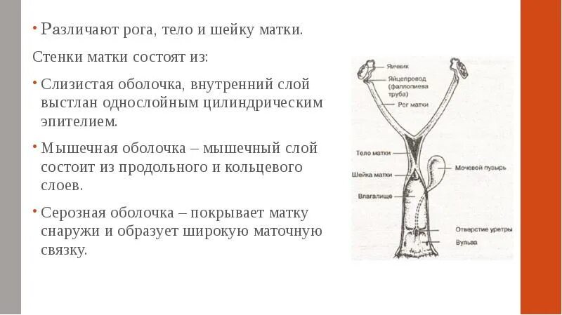 Слизистая стенок матки. В теле матки различают. Мышечная оболочка матки состоит из. Мышечный слой матки состоит:.