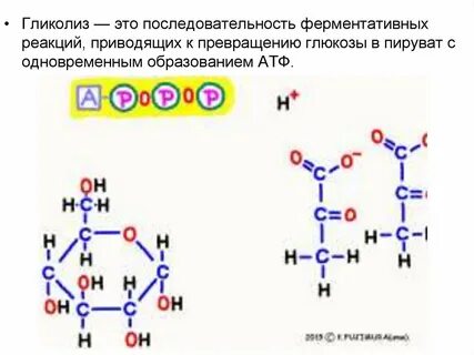 Из 1 молекулы глюкозы образуется