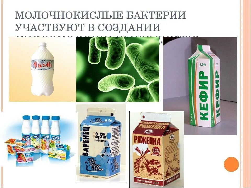 Как можно защитить продукты от бактерий. Бактерии кисломолочных продуктов. Бактерии в молочных продуктах. Роль молочнокислых бактерий. Микроорганизмы в кисломолочных продуктах.