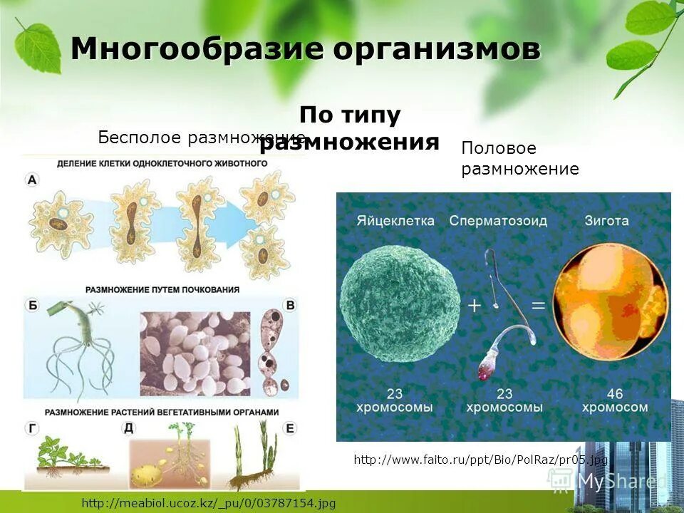 Полное многообразие