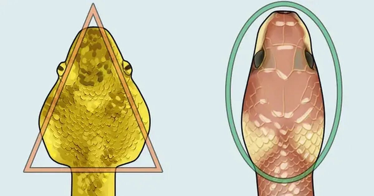 Как отличить ядовитых змей от неядовитых. Как отличить ядовитую змею от неядовитой. Отличие ядовитых змей от неядовитых. Форма головы ядовитой и неядовитой змеи. Как отличить ядовитые