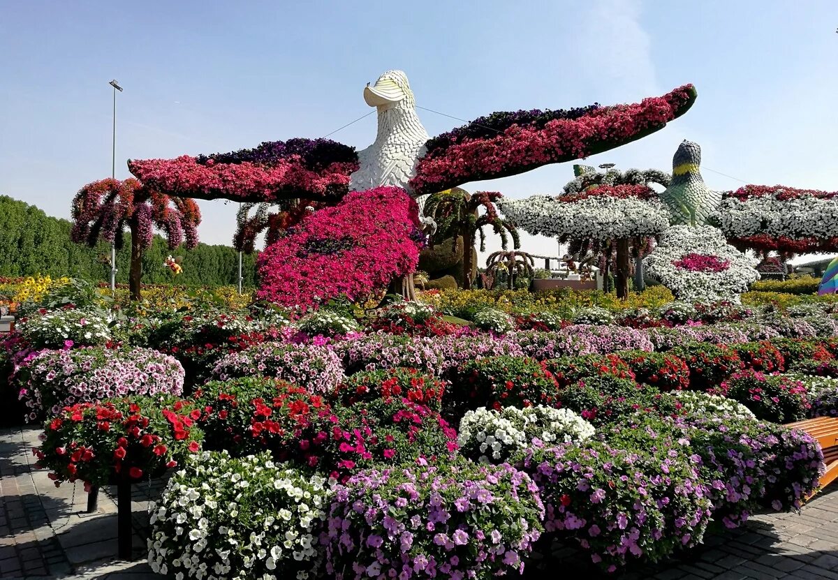 Дубайский парк. Миракл Гарден Дубай. Парк цветов Dubai Miracle Garden. Парк цветов Dubai Miracle Garden (сад чудес). Ботанический сад Дубай.