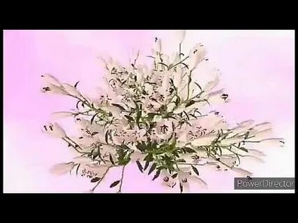 Фристайл счастье в руки не поймаешь