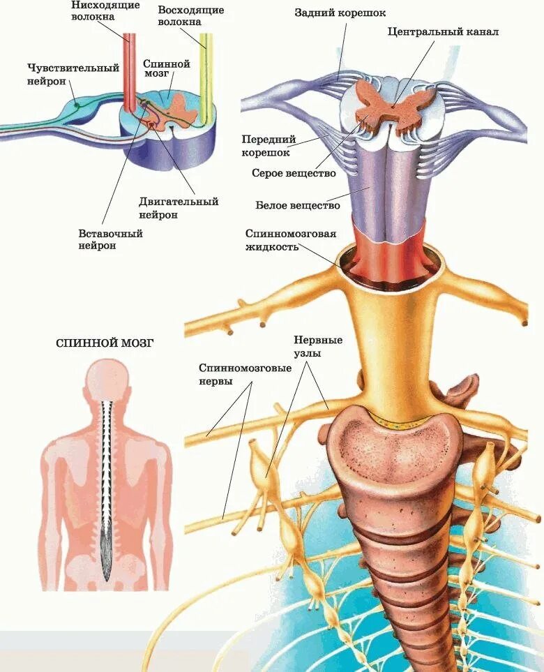Промежуточные нервные узлы. Схема демонстрирующая взаимосвязь спинного и головного мозга. Спинной мозг строение и функции схема. Строение спинного мозга строение нерва. Структура и функции спинного мозга и головного мозга.