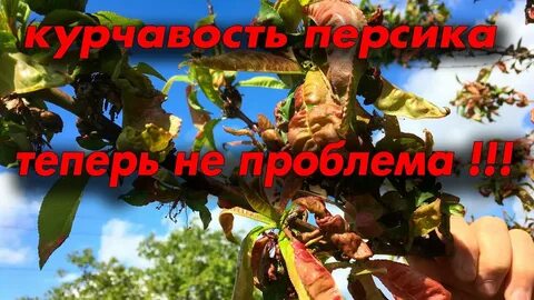 Средство от курчавости персика