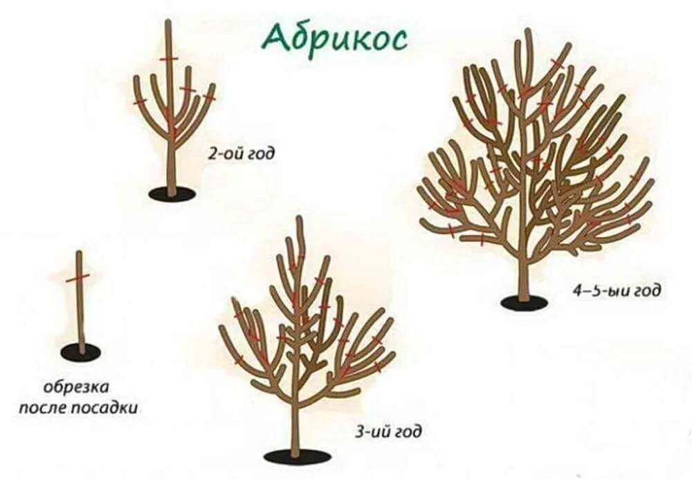 Обрезка абрикоса весной схема. Правильная обрезка абрикоса весной схема. Обрезка абрикоса весной схема для начинающих. Обрезка деревьев абрикос схема. Обрезка абрикоса весной как обрезать дерево правильно