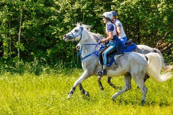 Кск секции. Кск атлас парк. атлас парк конюшня. конный клуб елень. конный клуб измайлово.