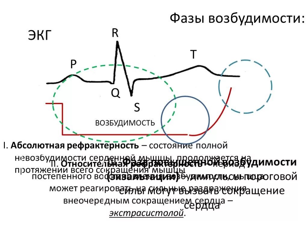 Возбудимость сердца это. Фазы рефрактерности сердца. абсолютная рефрактерность сердечной мышцы это. возбудимость сердечной мышцы.