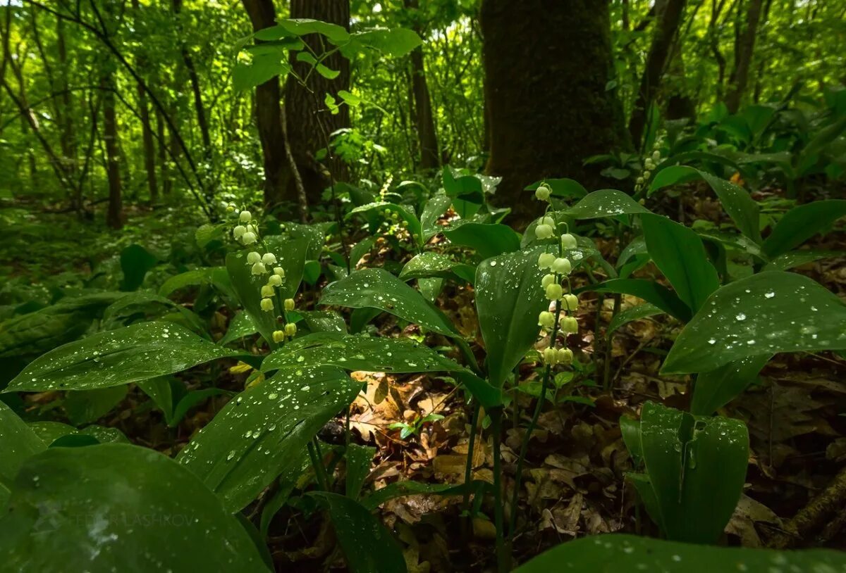 Папоротник и ландыш. Лесная растительность. Трава в лесу. Лесная поляна с цветами. Трава в лесу.