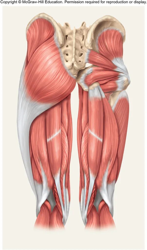Отек ягодичных мышц. Мускулюс глютеус. gluteus maximus medius. gluteus maximus muscle. ягодичные мышцы анатомия.