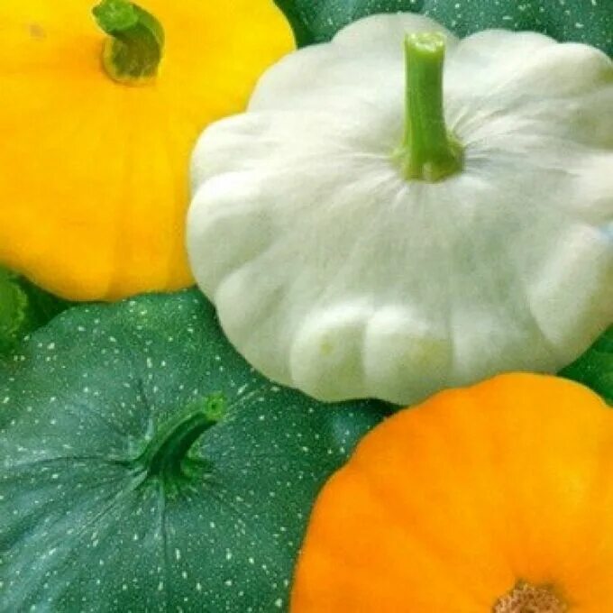 Гавриш патиссон оникс. Cucurbita pepo плод. Тыква патиссон. Наследование формы плода у тыквы. Тыква маленькая белая.
