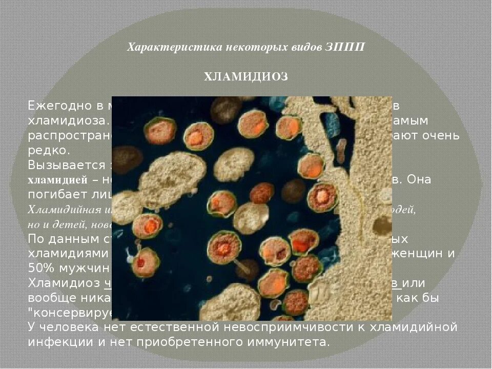 Хламидиоз 1. Хламидиоз возбудитель. Хламидиоз краткая характеристика. Хламидиоз презентация.