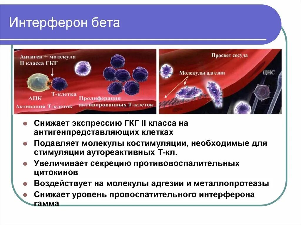 Интерферон 1b. Рассеянный склероз интерферон бета 1б. интерферон бета-1а. бета интерферон иммунология. интерферон бета механизм действия.