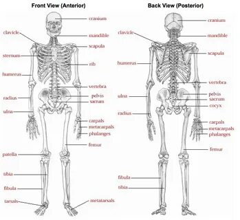 Anatomy pdf