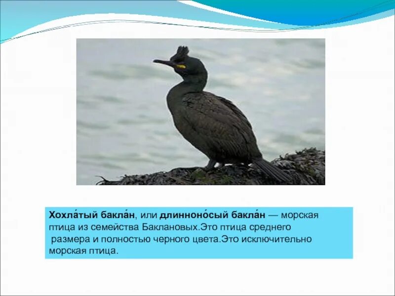 Доклад про бакланы. Доклад про бакланы. Байкальский баклан. Стеллеров баклан красная книга. Королевский баклан.