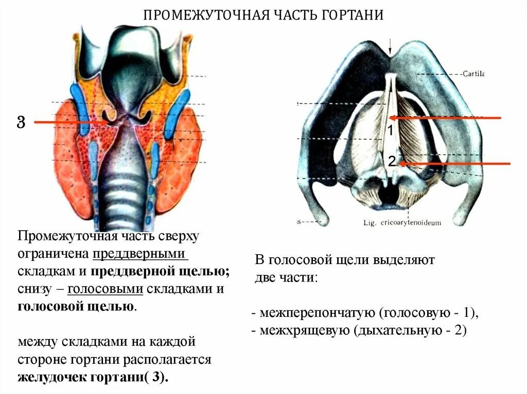 Положение голосовых связок при молчании почему. Желудочек гортани ограничен снизу. Эластический конус голосовой складки. Части голосовой щели гортани. Черпаловидные складки гортани.