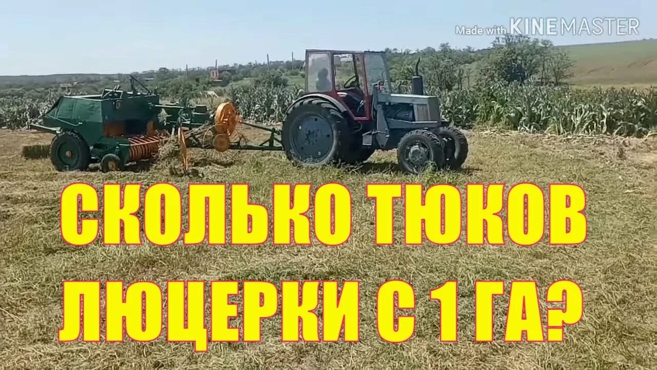 Тюкование люцерны. Первый укос люцерны на сено. Укос люцерны с 1 га. Сколько рулонов сена с 1 гектара.