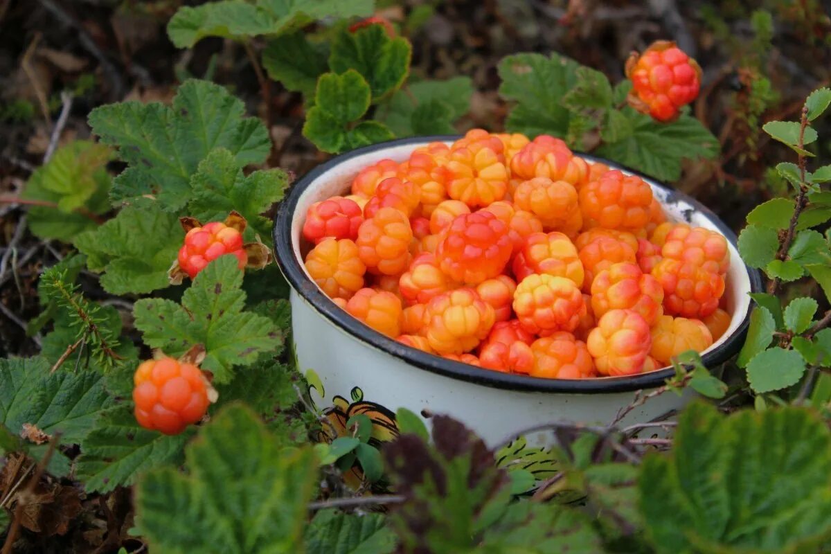 Северная ягода Морошка. Морошка (Rubus chamaemorus). Моченая Морошка. Морошка Северная Тундровая ягода.