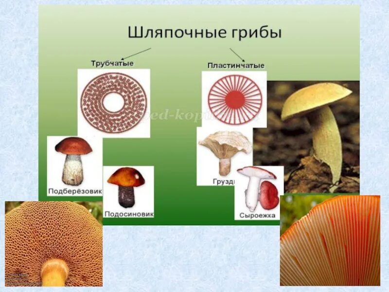 Шляпочные грибы трубчатые и пластинчатые. Царство грибов 3 класс. Грибы презентация 3 класс. Окружающий мир 3 класс тема грибы.