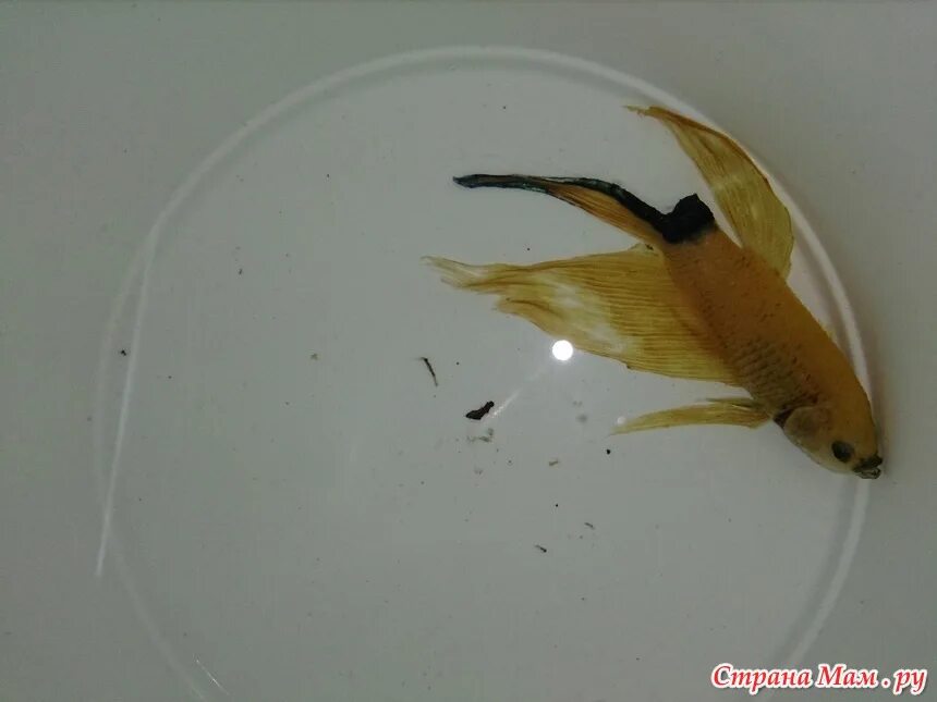 Как понять что петушок умирает. Как понять что петушок умирает. Мертвая рыба петушок. Мертвая рыбка в аквариуме петушок. Мертвая рыбка петушок.