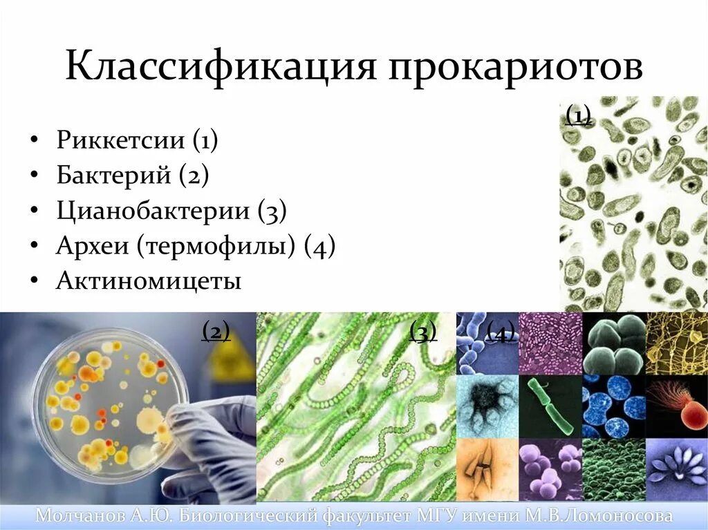 Классификация прокариот. Классификация бактерий. Классификация прокариото. Систематика царства бактерий. Бактерии доядерные организмы общая характеристика бактерий