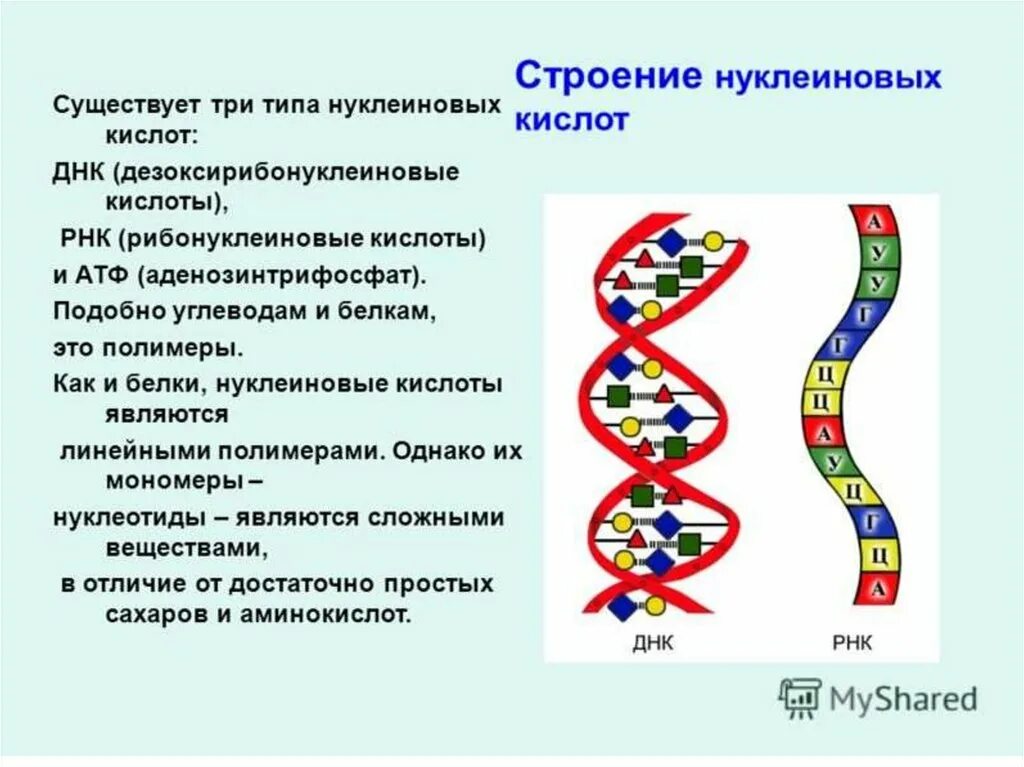 Определите функцию молекулы днк. Структура нуклеиновых кислот днк и рнк. строение нуклеиновых кислот рнк. химическая структура нуклеиновых кислот днк и рнк. строение нуклеиновых кислот днк и рнк.