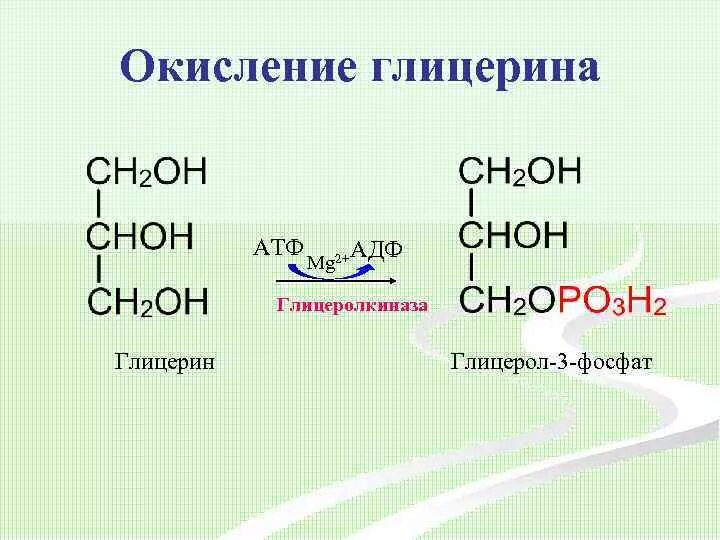 Глицерин атф. Реакцию образования глицерол-3-фосфата из глицерина.. Глицерин в глицерол 3 фосфат. Образование глицерол 3 фосфата из глицерина. Глицеральдегид 3 фосфат из глицерол-3-фосфата.