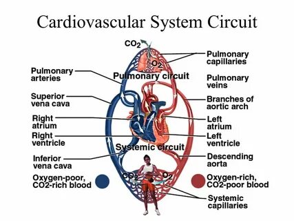 Cardiovascular system