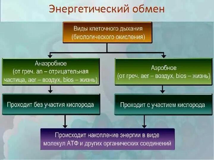 Схема энергетического обмена 10 класс. Метаболизм клетки таблица.