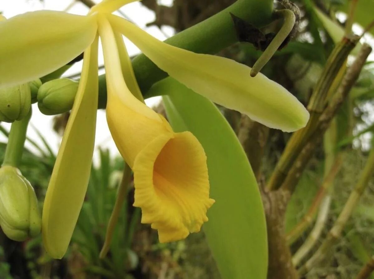 Орхидеи Vanilla planifolia. Ванили плосколистной (Vanilla planifolia).