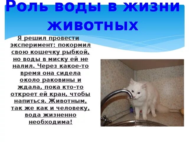 Вода в жизни животных. Важность воды для животных. Роль воды в жизни животных. Роль воды в жизни животных для детей.