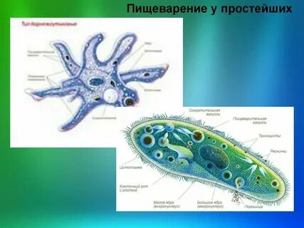 Пищеварительная система простейших