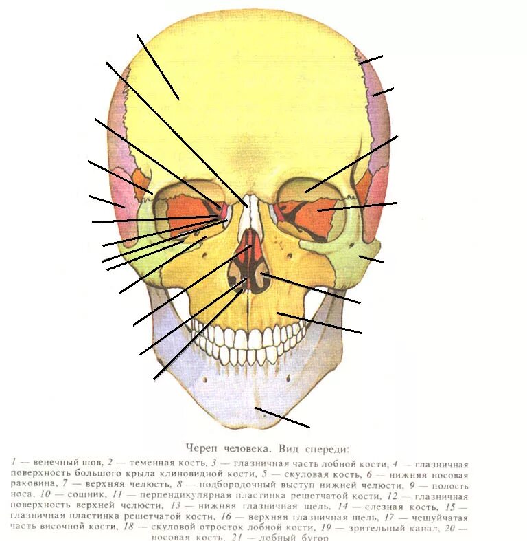 Сошник анатомия человека кости черепа. Сошник кость черепа анатомия. Нижняя носовая раковина, сошник ,носовая кость. Череп человека анатомия сошник. Полости лицевого черепа
