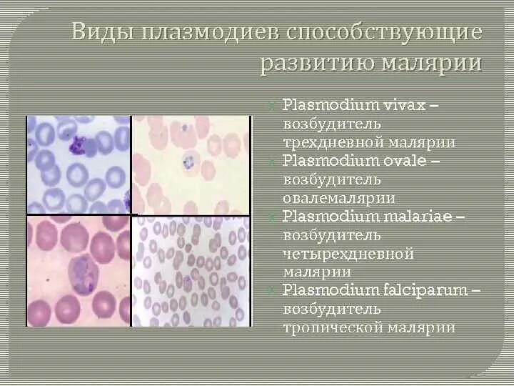 Виды плазмодиев. Виды малярийных плазмодиев. Plasmodium Vivax возбудитель. Виды малярии.