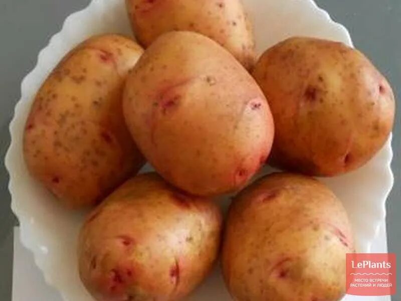 Картофель сорт жуковский. Картофель семенной жуковский ранний. сорт картофеля жуковский. картофель сорт свитанок. сорт картофеля тимо.