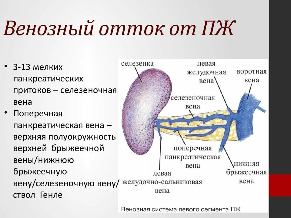 Три селезенки. Поджелудочная железа селезеночная Вена. Венозный отток поджелудочной железы. Венозный отток поджелудочной железы схема. Отток крови от поджелудочной железы.