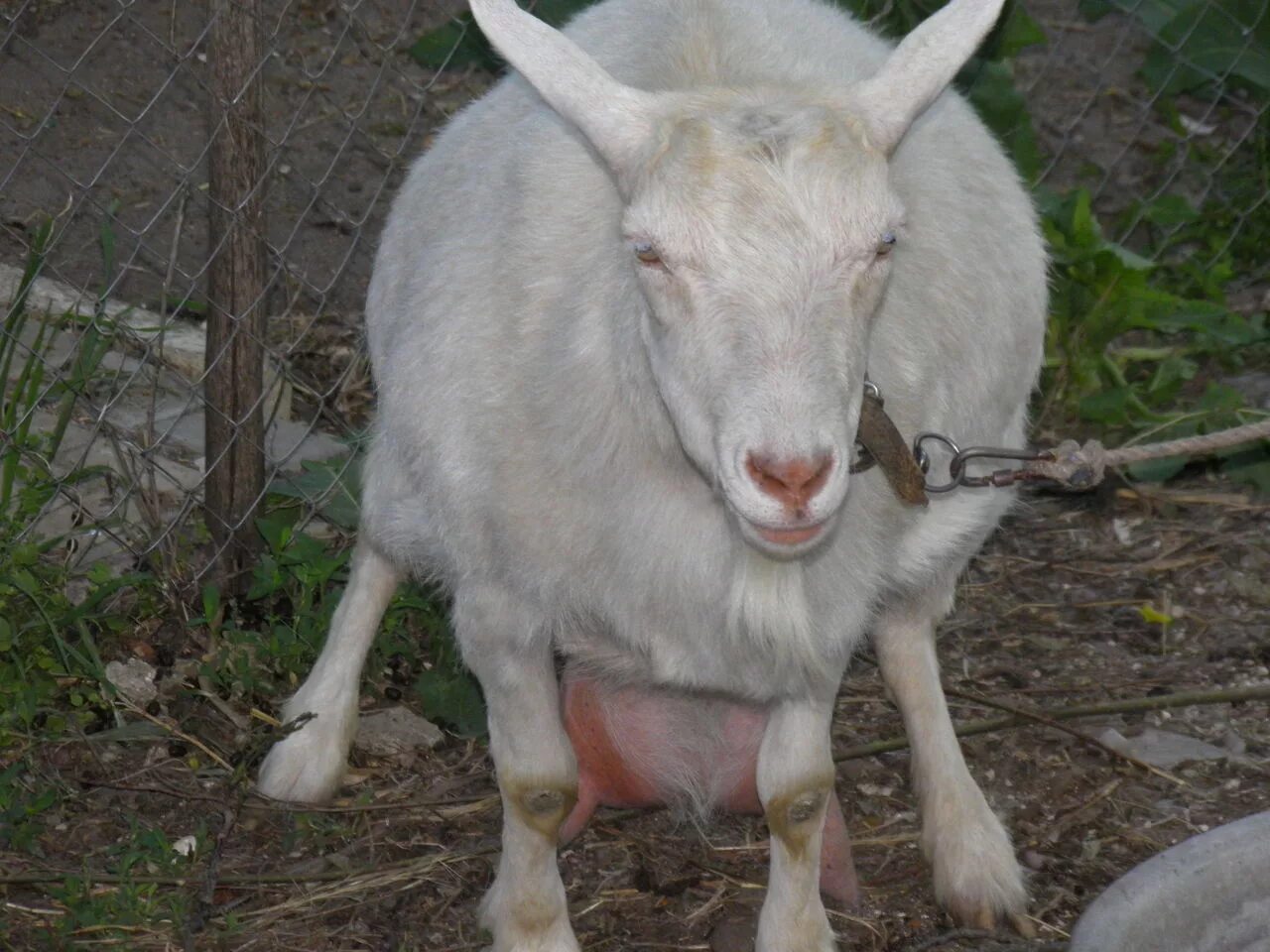 Купить козу в нижегородской. Зааненская коза. Зааненская порода Козлов. Зааненская коза козел. Коза зааненская 4 года.