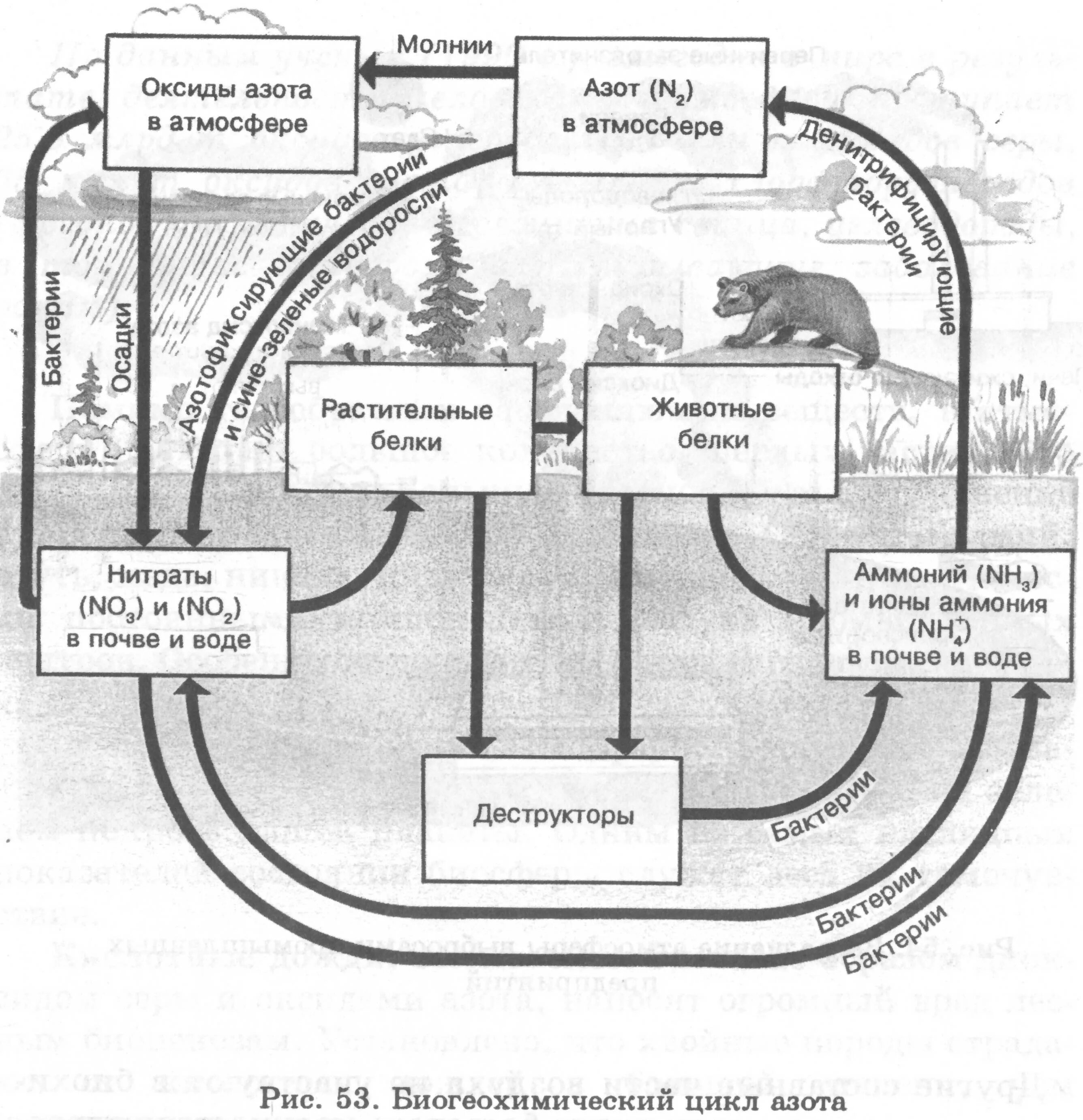 Круговорот азота круговорот фосфора. Круговорот азота бактерии. Схемы круговорота углерода, азота, фосфора. Круговорот углерода и кислорода схема. Круговорот веществ в биосфере схема