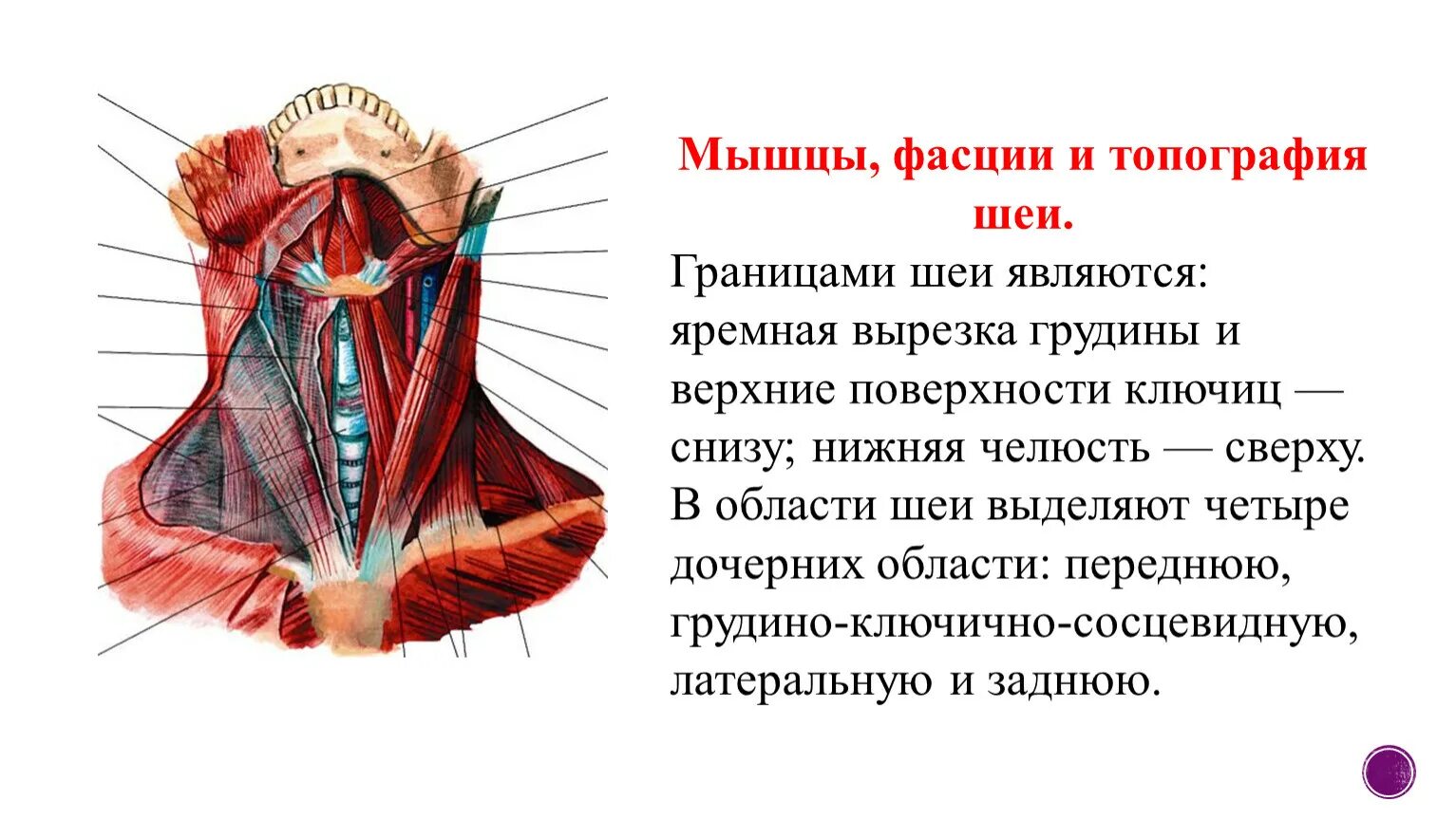 Мышцы фасции и топография шеи. Топографическая анатомия шеи фасции шеи. Мышцы и фасции головы и шеи анатомия. Мышцы шеи фасции топография шеи.