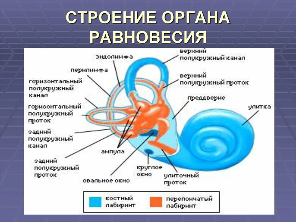 Орган равновесия вестибулярный. Строение вестибулярного аппарата схема. Строение анализатора органа равновесия. Отметьте структуры относящиеся к органу равновесия. Схема строения анализаторов органа равновесия.