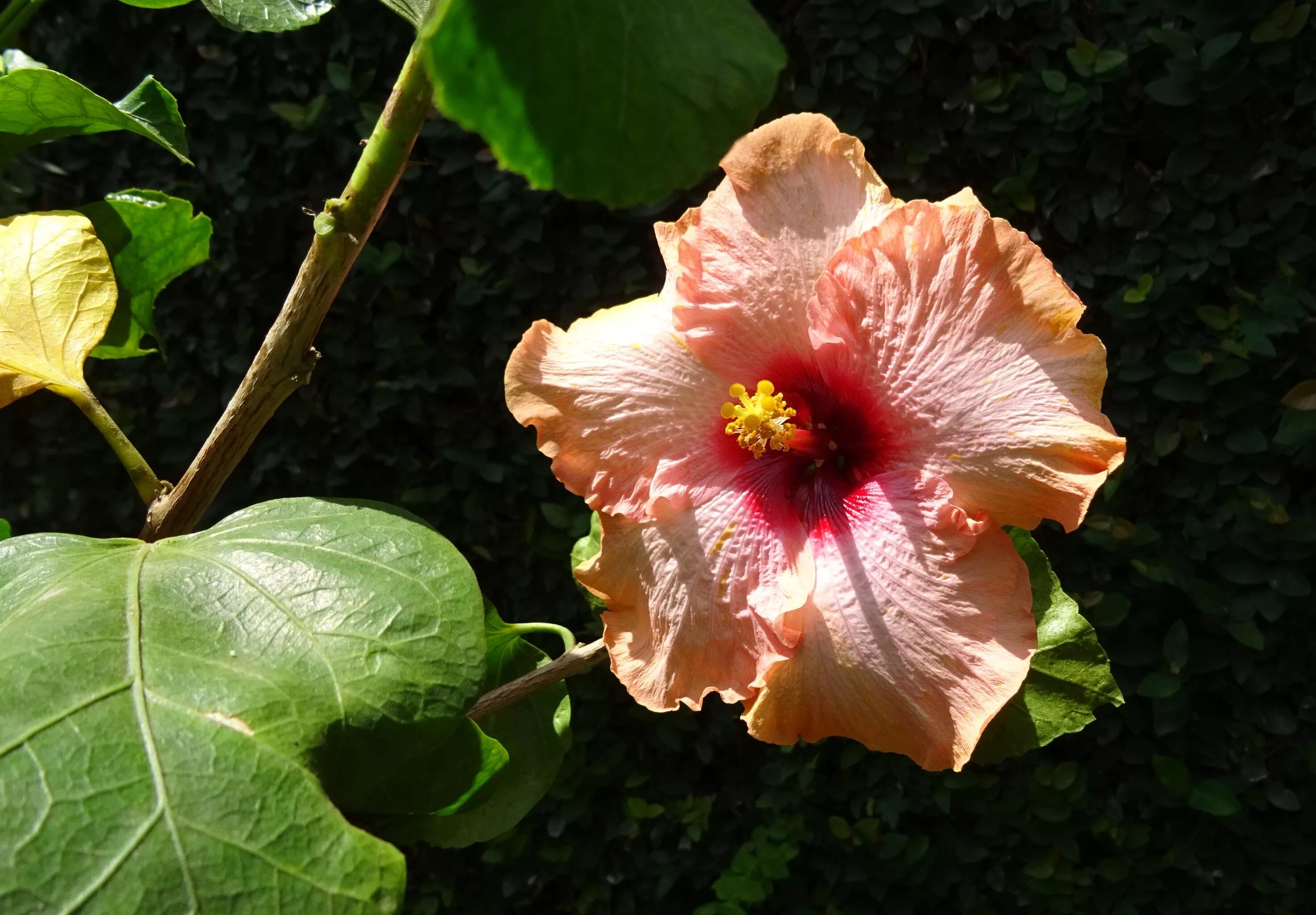 Форма листа гибискуса. Гибискус Синенсис. Гибискус Rosa sinensis Hibiscus. Гибискус blushing Peach. Hibiscus Rosa sinensis персиковы.