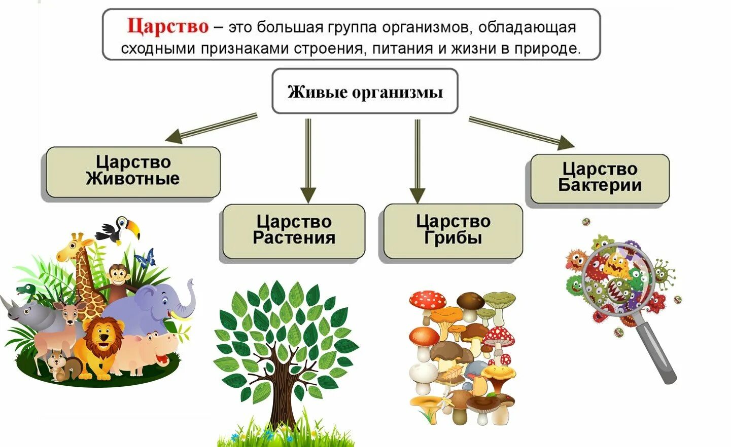 4 царства жизни