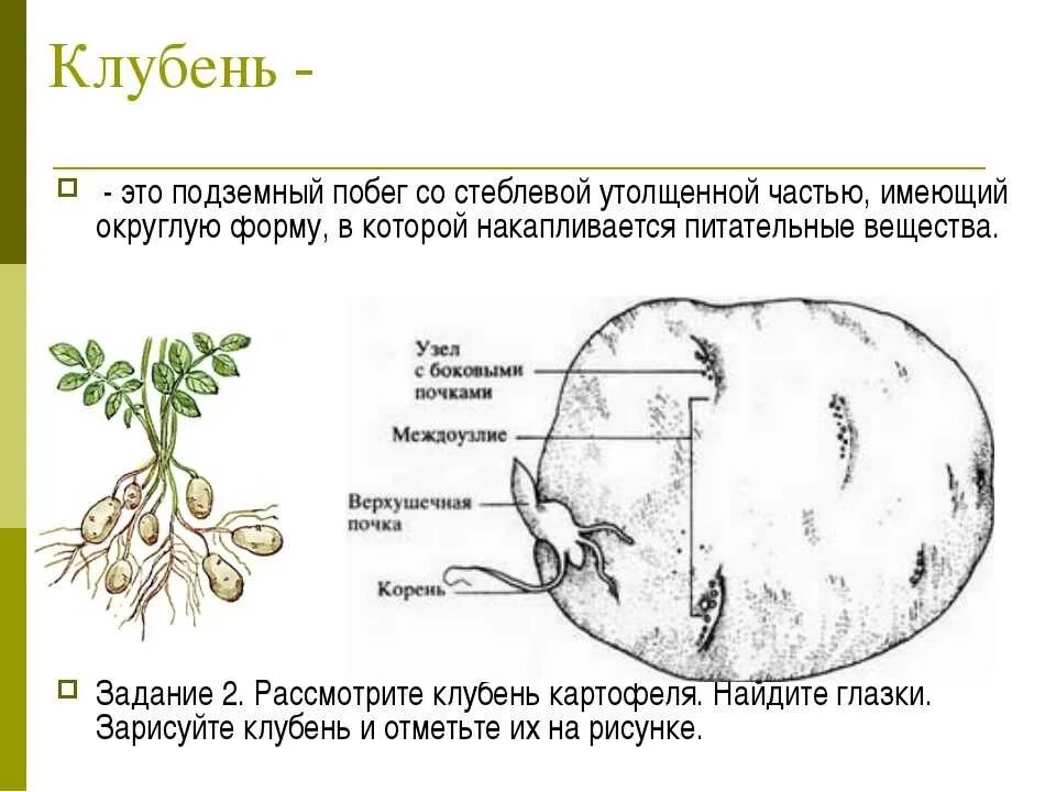 Клубень картофеля видоизменённый побег. Подземные клубни картофеля схема. Видоизменённые побеги клубень картофеля. Строение клубня картофеля утолщенный стебель. Побеговую природу клубня картофеля доказывает осевое строение