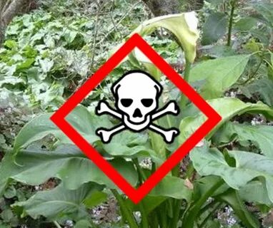 Poison plant